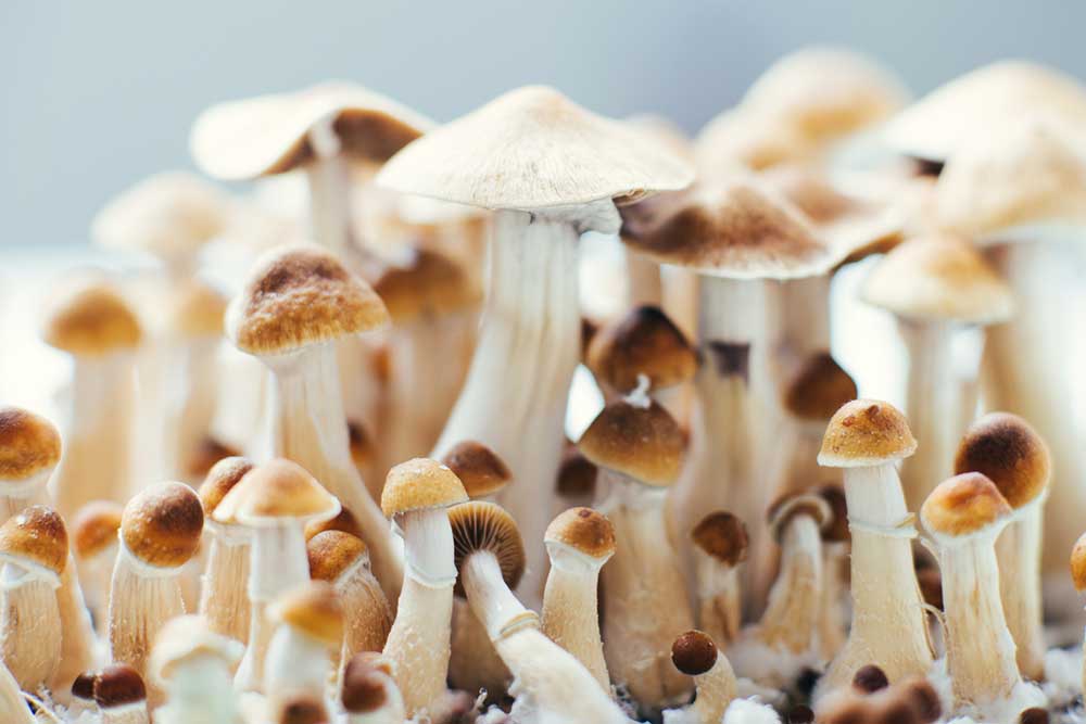 Depression - Millions of Americans struggling with depression could benefit from the active ingredient in magic mushrooms, new research suggests